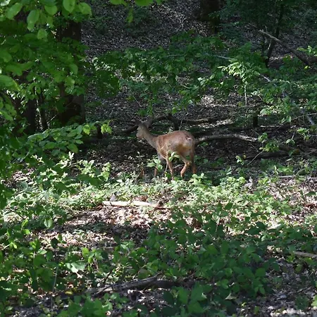 La Aux Ecureuils 샬레