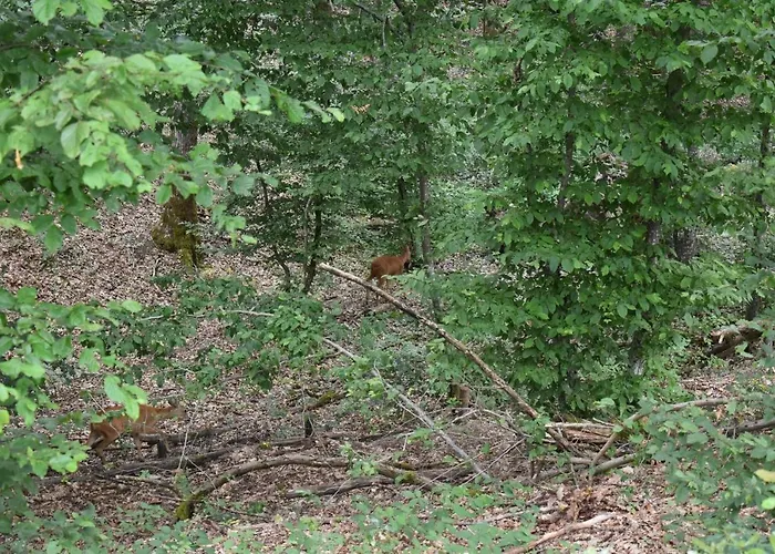La Aux Ecureuils Domek alpejski